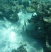 P1000595
