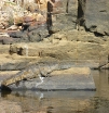 p1130985
